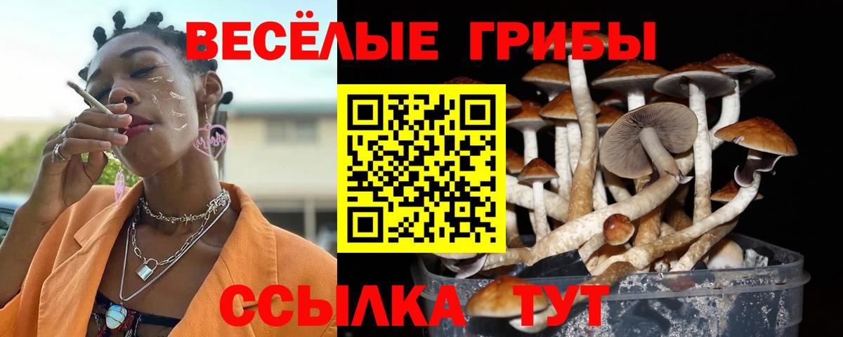 Богданович  Псилоцибиновые грибы Psilocybine cubensis  Вход с VPN 
